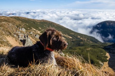 Dağlardaki köpek bulutların arkasında.