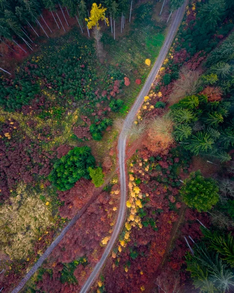 Cesta Pestrobarevném Podzimním Lese Spadlým Listím — Stock fotografie