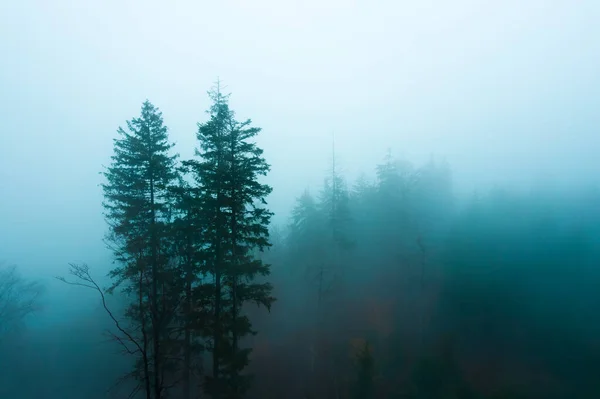 Siluetas Oscuras Espeluznantes Árboles Bosque Niebla Mañana —  Fotos de Stock