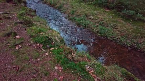 Flowing Stream Grassy Riverbed Middle Calm Forest Gimbal Shot — Stock Video