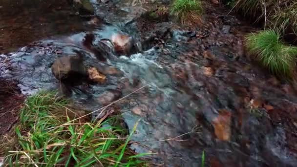 Fluyendo Arroyo Claro Entre Piedras Bosque Rodeado Bancos Con Hierba — Vídeos de Stock
