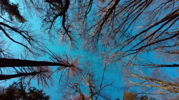 Upp Trädtopparna Och Blå Himmel Soligt Lugnt Väder Roterande Skott — Stockvideo