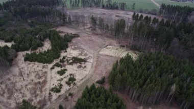 A clearing that remains in the forest infested with bark beetle parasites