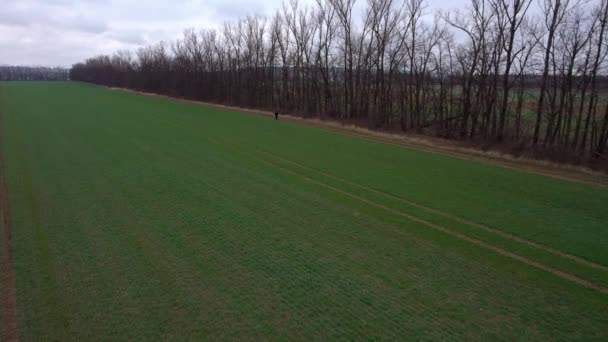 Aerial Drone Single Man Walking Europe Green Grass Field Bare — Stock Video