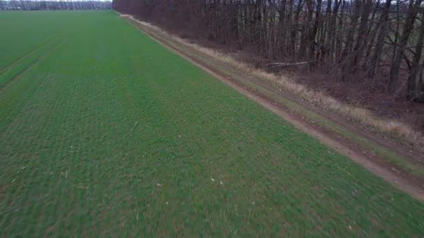 Male Farmer Walking Edge Sown Green Field Cold Spring Morning — Vídeo de Stock