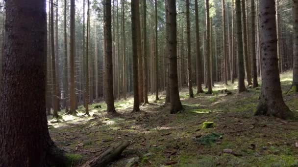 Chute Neige Dans Forêt Printanière Par Une Matinée Ensoleillée Photographe — Video