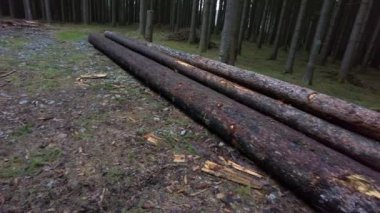 Üst üste istiflenmiş kütükleri yakın plan, yakınlaştırma, parlak gerçek zamanlı çekim, doku arka plan