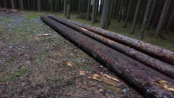 Close Logs Empilhados Monte Zoom Tiro Tempo Real Brilhante Fundo — Vídeo de Stock