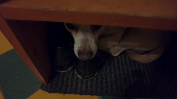 Small Bright Frightened Dog Sad Eyes Hiding Shoebox His Shoes — Vídeo de Stock