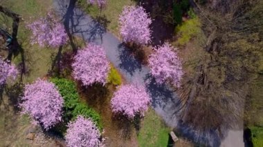 Çek Cumhuriyeti, Olomouc 'taki sarayın arka bahçesi. Olomouc Bölgesi 'nde çiçek açan Sakura' nın hava manzarası