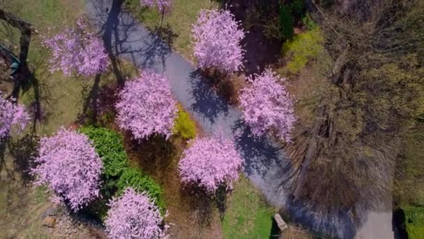 Palace Backyard Olomouc Czech Republic Aerial View Blooming Sakura Olomouc — Stock Video