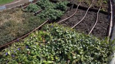 Güneşli bir bahar gününde botanik bahçesindeki boru sulama sistemini kullanarak dekoratif ve süs çiçekleri yetiştiriyoruz, Olomouc. Çek Cumhuriyeti