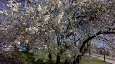 Parkta güneşli bir bahar gününde çiçek açan beyaz ağaçlar, arka planda arabalar olan şehir bölgesi, Olomouc. Çek Cumhuriyeti