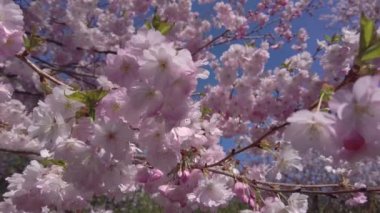 Pembe kiraz çiçekleri ve sakura çiçekleri rüzgarda sallanırken arı güneşli bir bahar gününde tozlaşır.