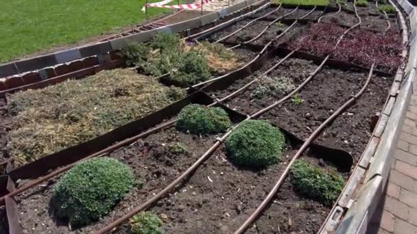 그린랜드 아름다운 현대식 정원에 채소를 수확하는 농사일 농업에 — 비디오