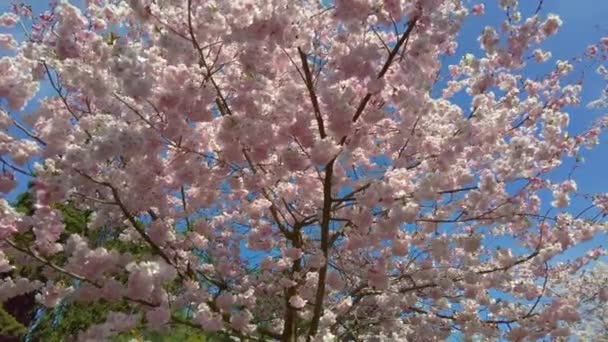 Una Vista Ángulo Bajo Hermoso Ciruelo Cerezo Con Flores Rosadas — Vídeo de stock