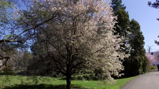 První Osoba Pohled Krásné Bílé Magnólie Strom Mírumilovných Botanických Zahradách — Stock video