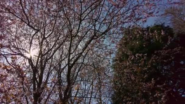 Blommande Och Rosa Träd Med Unga Blommor Solig Vårdag Parken — Stockvideo