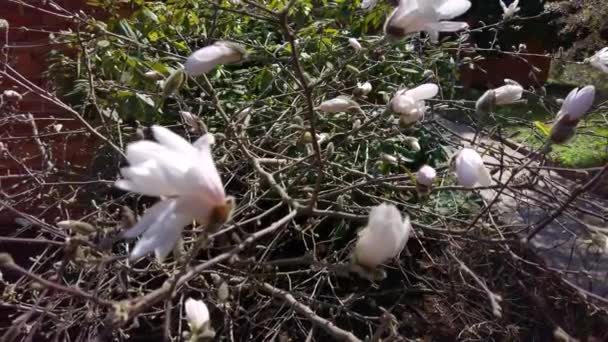 Zijn Veel Witte Bloemen Een Boom Een Tuin Deze Bloemen — Stockvideo