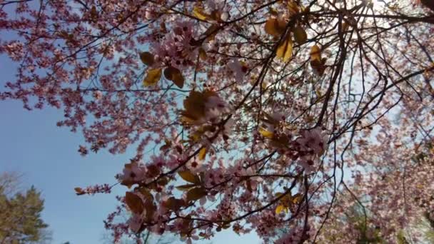 Árbol Floreciente Con Flores Rosadas Día Soleado Primavera Parque Fondo — Vídeos de Stock