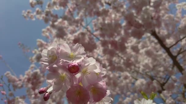 Fiore Ciliegio Sakura Fiore Fioritura Ciliegio Piena Fioritura Sul Cielo — Video Stock