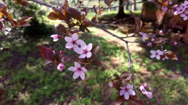 Primer Plano Árbol Con Flores Rosadas Parque Soleado Día Primavera — Vídeo de stock