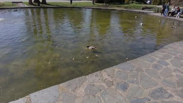 First Person View Ducks Swimming Pond Olomouc City Botanic Garden — Stockvideo