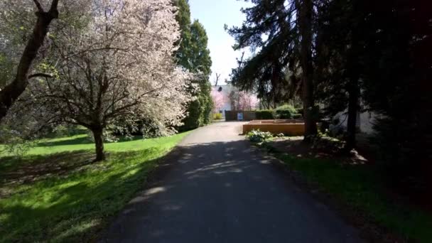チェコ共和国オロモウツ市にある道と桜の咲く春の植物園 — ストック動画