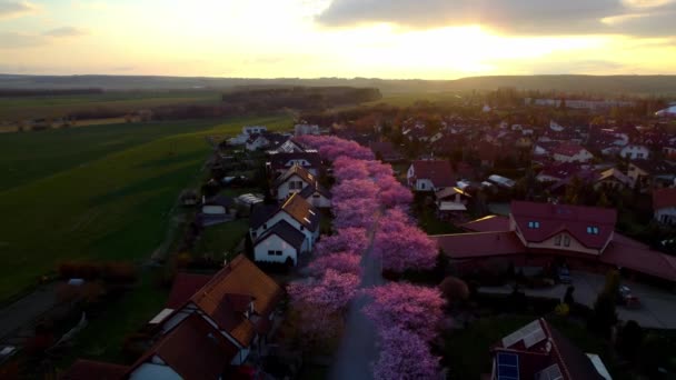 Drone Dessus Toits Quartier Européen Avec Fleurs Roses Doublure Urbaine — Video