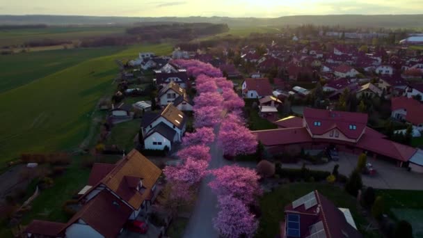 Весной Соседству Снимок Воздуха Вид Воздуха Розовый Цветок Вишни Сакуры — стоковое видео