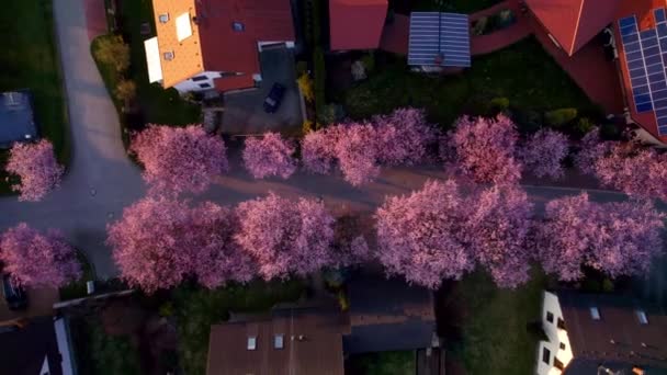 Steeg Van Bloeiende Roze Kersen Sakura Boom Tussen Familiehuizen Onroerend — Stockvideo