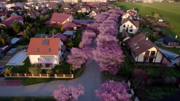 Steeg Van Bloeiende Roze Kersen Sakura Boom Tussen Familiehuizen Onroerend — Stockvideo