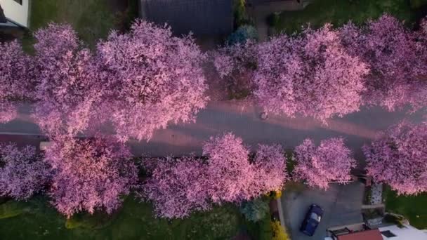 Romántico Callejón Cerezas Rosadas Florecientes Sakura Entre Casas Familiares Bienes — Vídeo de stock