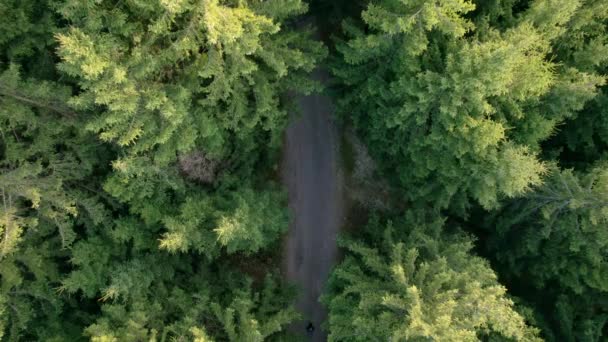 Hombre Con Una Mochila Camina Largo Sendero Forestal Rodeado Árboles — Vídeos de Stock