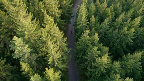 深绿色森林景观墙纸艺术的顶视图 松树空中自然景观及柏油路横幅设计 乡间小路上方形成了针叶树状的小径 冒险旅行背景 — 图库视频影像