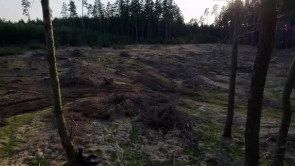 Hombre Sentado Árbol Quemado Limpiando Medio Del Bosque Atardecer — Vídeos de Stock