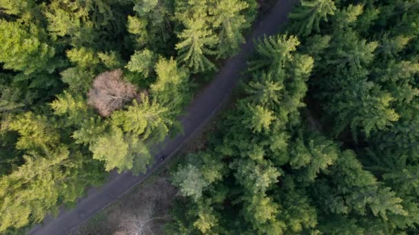 捷克共和国欧洲荒野中独行侠漫步的空中无人机鸟瞰松树树梢 — 图库视频影像