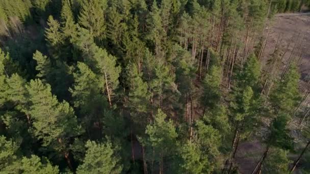 Barrskog Angripen Barkskalbaggar Utsikt Från Drönare Vid Solnedgången Våren — Stockvideo