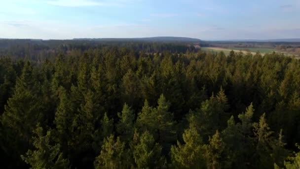 Aerial Drone Flyover Green Pine Tree Forest Treetops Blue Sky — Stock video