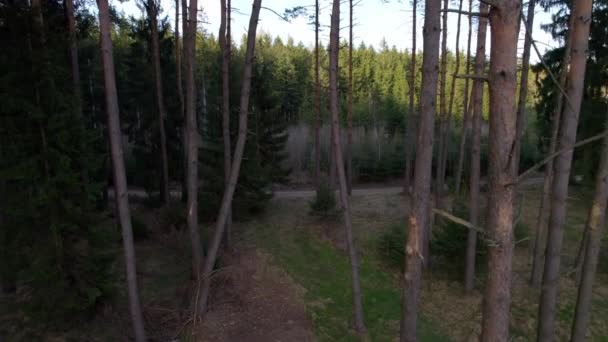 緑の森 松の木妖精の森 無感動のトウヒ 木のパターン 森の中のカメラの動き 地面にムースが付いているシダおよびモミ 夏の素晴らしい緑の山の森 — ストック動画