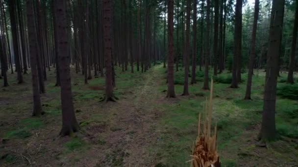 Отправка Дрона Воздуха Гравийному Пути Через Зеленый Лес Хебе Чехия — стоковое видео