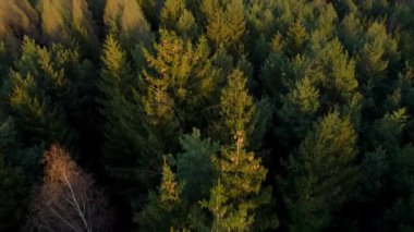 Yoğun bir ormanda gün batımında kozalaklı ağaçların altın tepeleri - insansız hava aracı manzarası