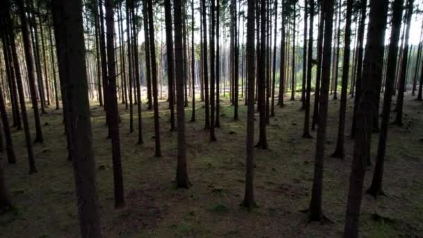 Exploración Bosque Coníferas Con Claro Soleado Fondo Soleado Día Primavera — Vídeo de stock