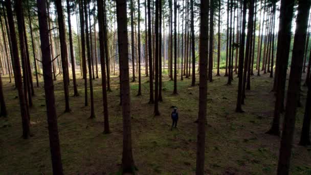 Człowiek Plecakiem Spaceruje Lesie Promieniami Wiosennego Słońca Przechodzącymi Zachodzie Słońca — Wideo stockowe