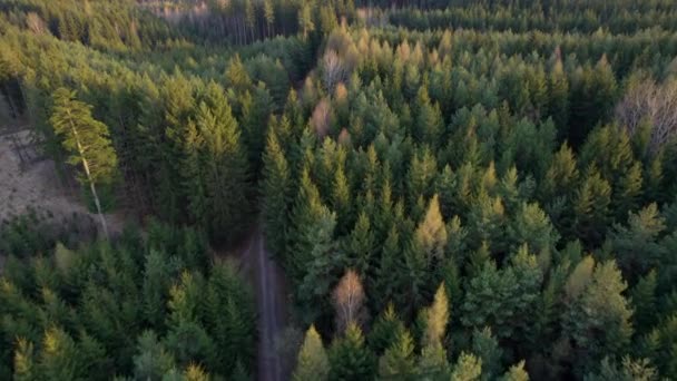 春の晴れた日没の下で伐採されたクリアリングを持つ密な針葉樹林をリードする道路 ドローンビュー — ストック動画