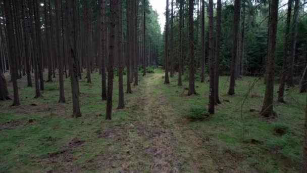Flygdrönare Framåt Skott Genom Grusväg Genom Gröna Träd Skog Hebe — Stockvideo