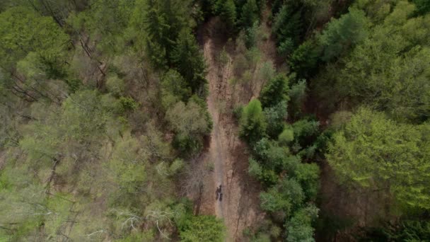 Grupo Quatro Pessoas Viaja Caminho Floresta Entre Árvores Altas Dia — Vídeo de Stock