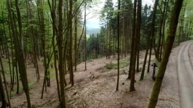 İnce ağaçlı ormanın insansız hava aracı görüntüleri. Ormandaki yol. 4K videoları.