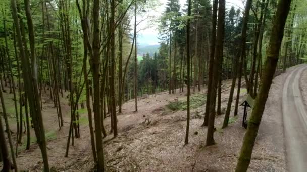 Bezpilotní Záběr Lesa Řídkými Stromy Silnice Lese Videa — Stock video