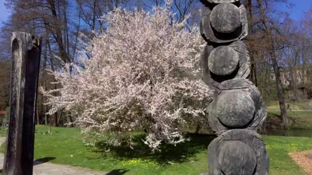 Botanická Zahrada Olomouci Kvetoucími Stromy Dřevěnými Sochami Slunečného Jarního Dne — Stock video